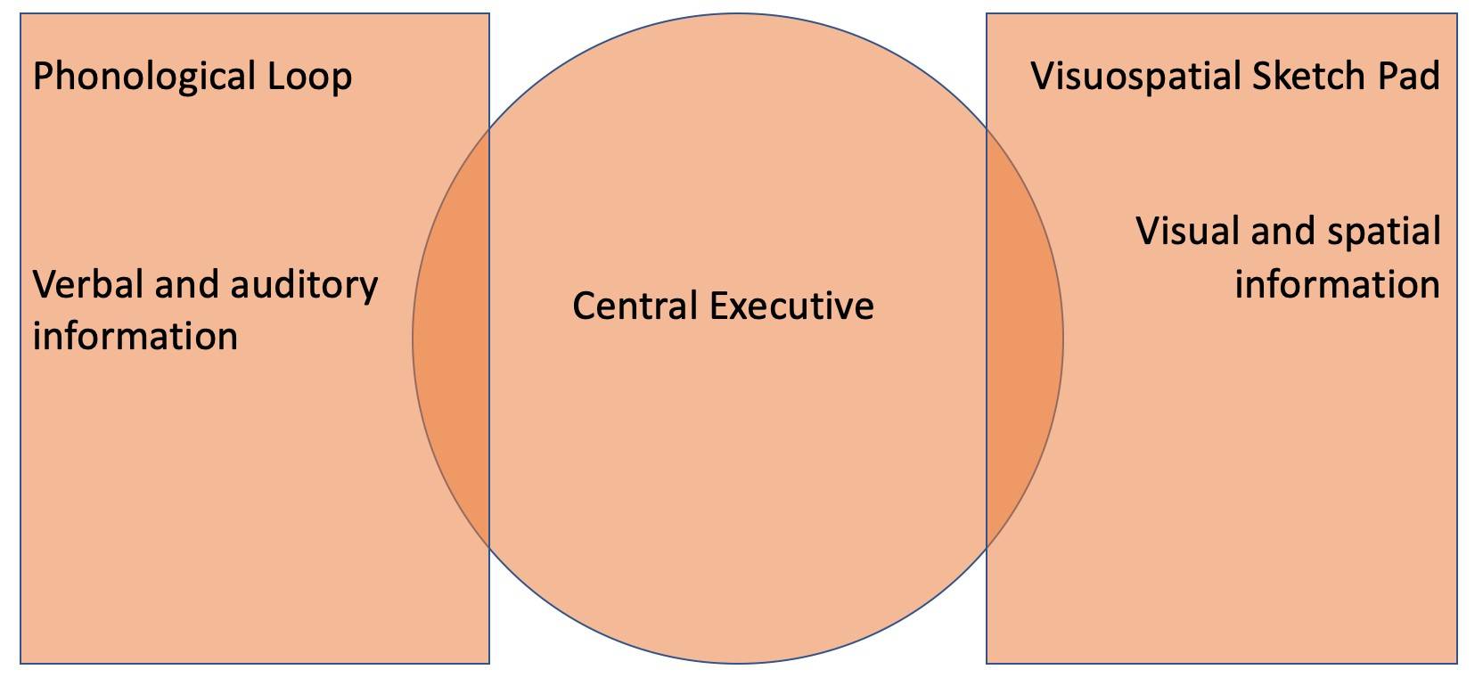 Diagram of Baddeley and Hitch’s working memory model: a central circle labeled Central Executive overlapping a Phonological Loop rectangle (verbal and auditory information) and a Visuospatial Sketch Pad rectangle (visual and spatial information)